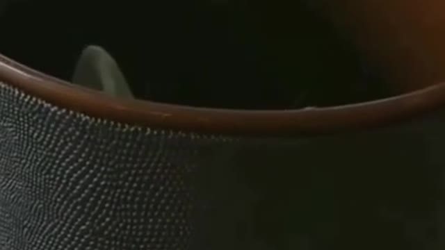 cute cat ππΊπΊ funny moment πππ