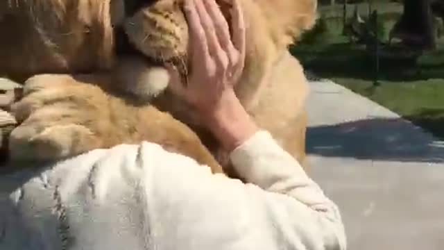 Lions hugging a woman