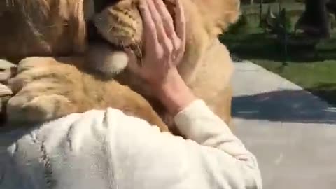 Lions hugging a woman