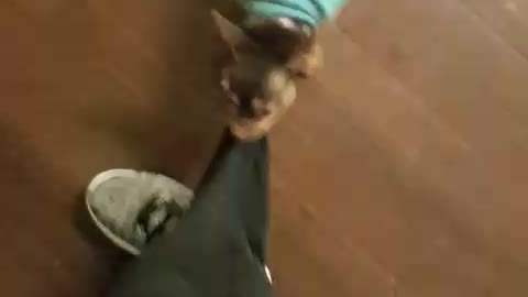 dog hates my pants