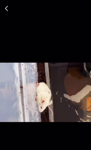 OMG 😳 bullfrog eating dinner