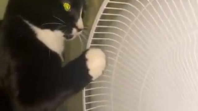 The cat and the fan