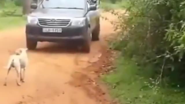 Luckily this dog survived a leopard attack in front of the tourists