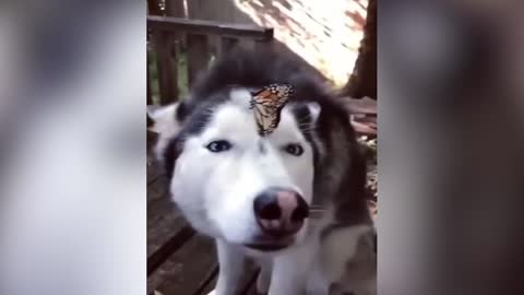 Dog becomes best friends with a butterfly and is SO calm