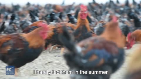 70000 chickens