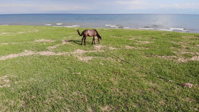 Horse on the beach of Issyk-Kull lake in Kyrgyzstan