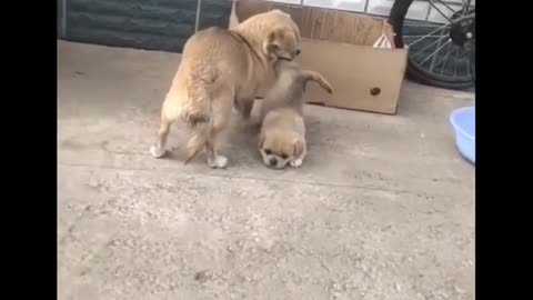 Playful dog