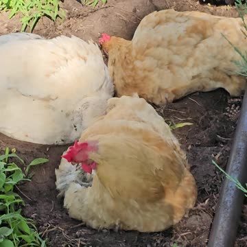 OMC! So much fun to video Whitey & friends relaxing and playing! #chickens #whitey #shorts #hens
