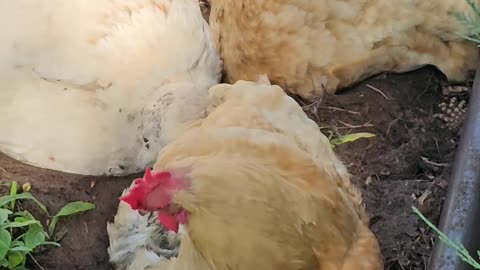 OMC! So much fun to video Whitey & friends relaxing and playing! #chickens #whitey #shorts #hens