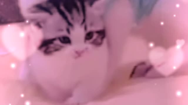Baby cats🐱🐱🐱 Cute And Funny Baby cats 🐱🐱🐱🐱🐱🐱 Videos Compilation
