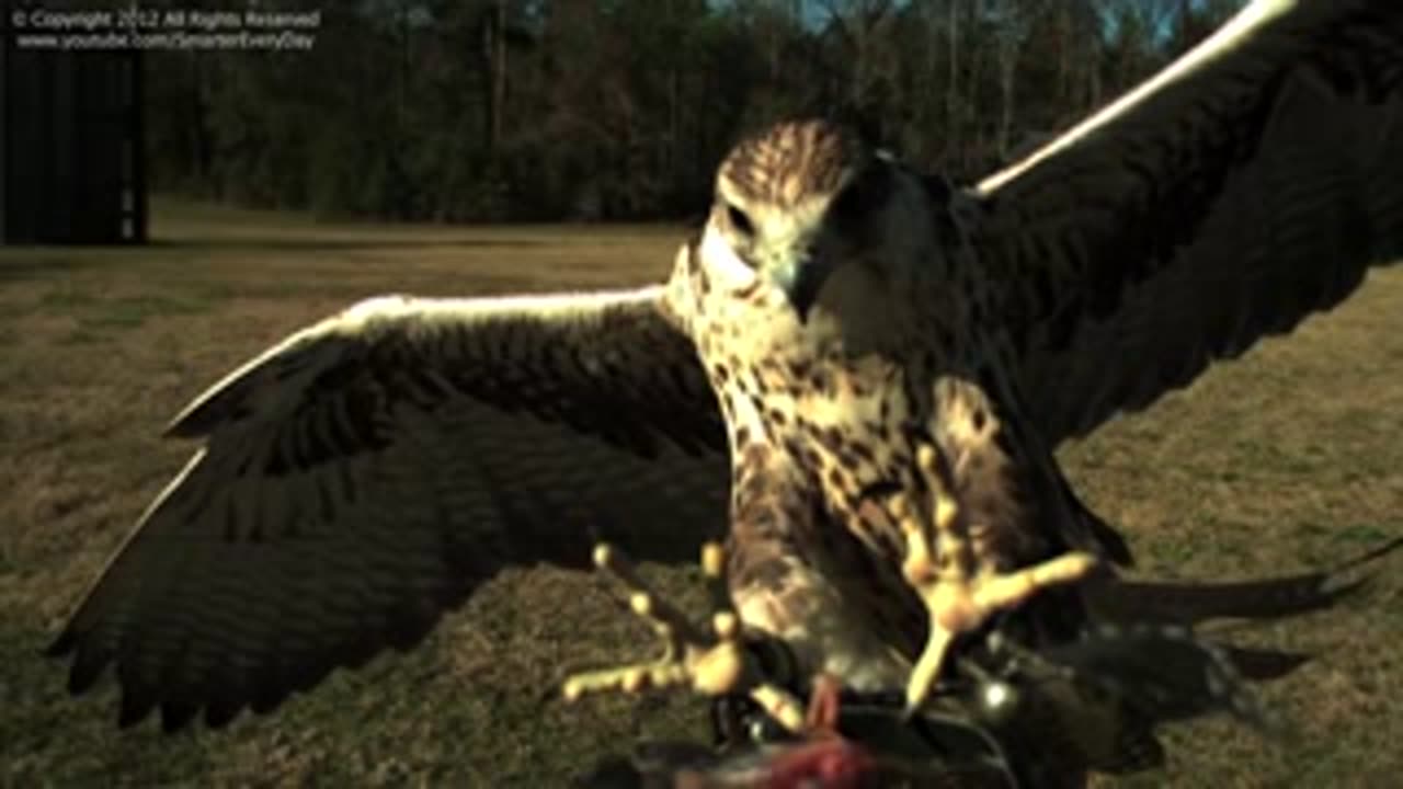 Hawk's Talons