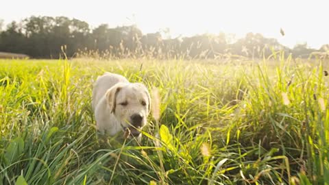 Funny dog playing video