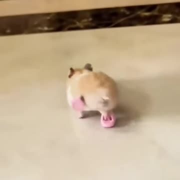 Breaking in new pair of slippers 🤣🤣