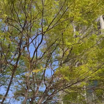 There are many trees