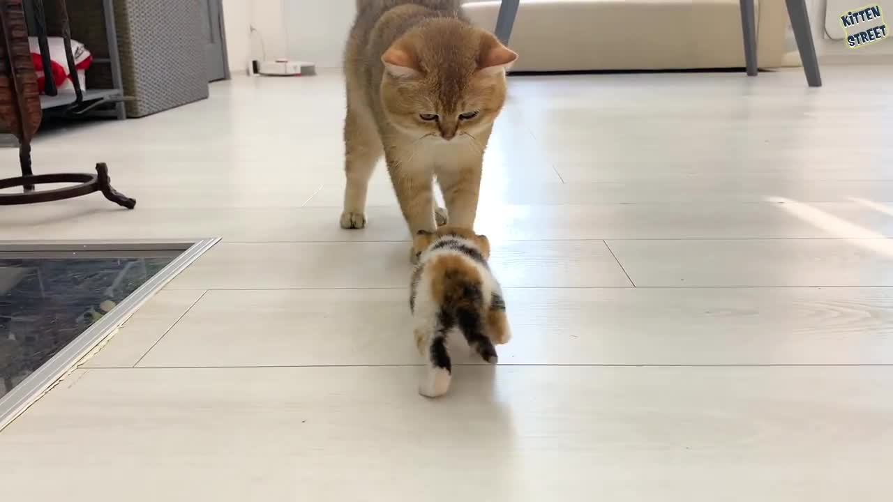 Daddy cat meets kitten Coco