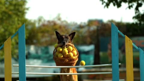 Amazing dog slow motion video of jumping high with the basket full of 🥎🥎🥎😍😍