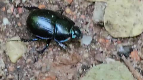 The beetle survives by warning plants about butterflies #mockumentary #nature