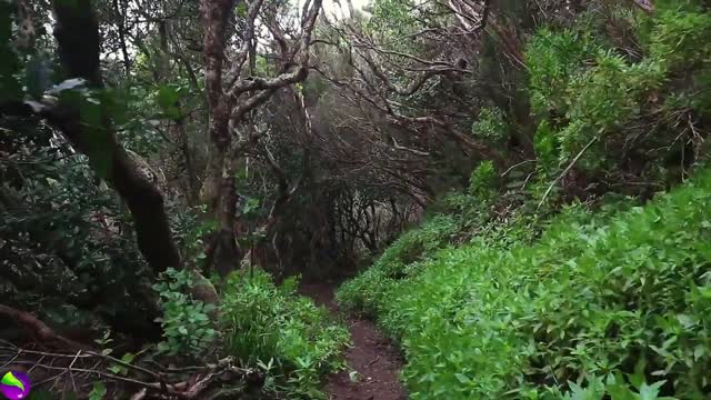 Relaxing Music-Relaxing Jungle Sound With Birds, Nature-Meditation & Stress Relief