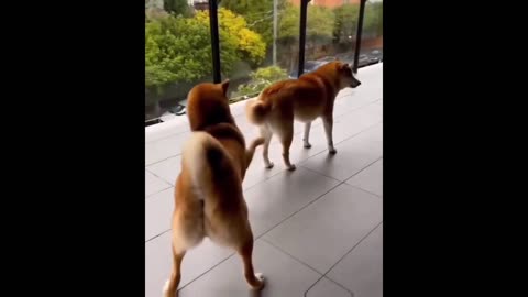 Crazy Odd Videos