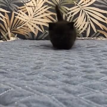 Black invisible kitten.