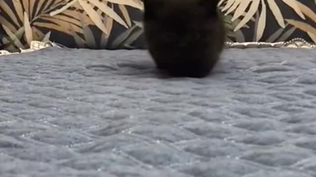 Black invisible kitten.