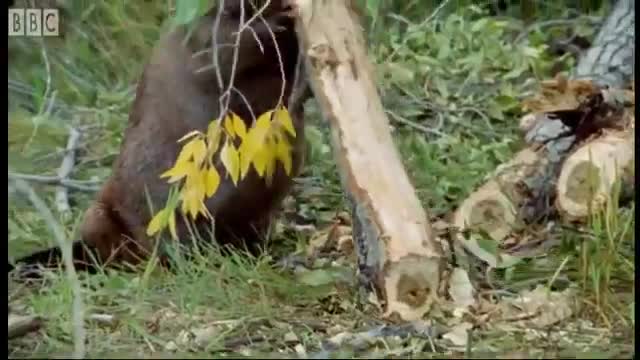 Beaver Lodge Construction Squad | Attenborough | BBC Earth