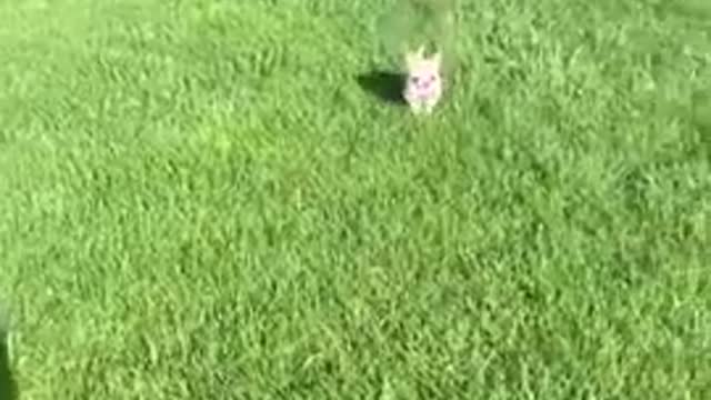 AWW SO FUNNY Reaction Videos ( Honest Audio ) # 52 Super Dogs And Cats.