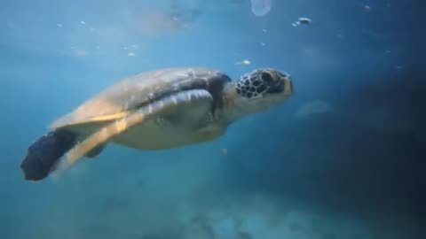 Swimming Turtles enjoying movement..