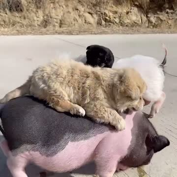 Funny and happy animals families