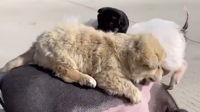 Funny and happy animals families
