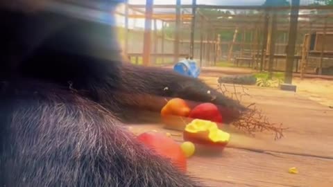 Black Bear Snack ASMR 6EVcKUwdhv4cc