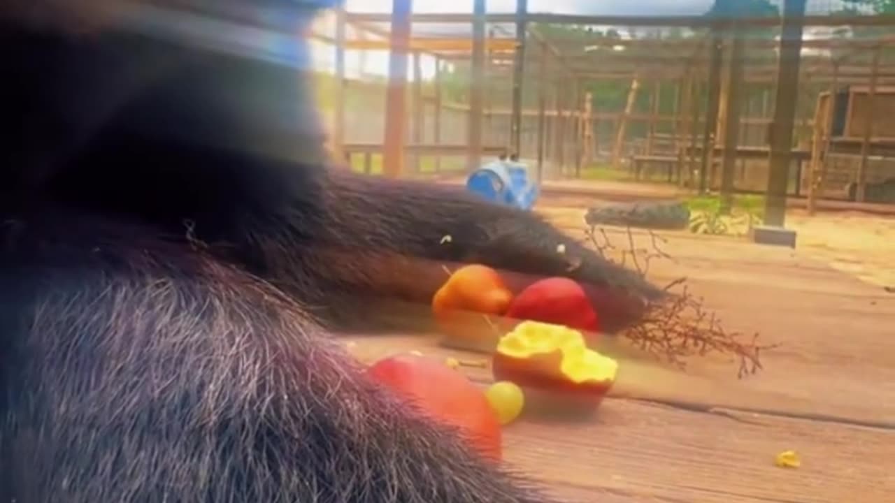 Black Bear Snack ASMR 6EVcKUwdhv4cc