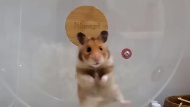 Hamster rolling is so innocent