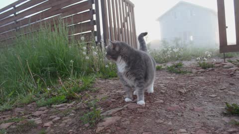 dog malamute and cat