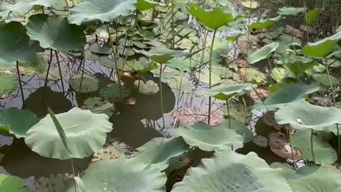 The lotus leaf is very big