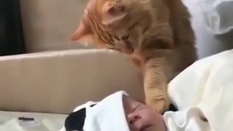 Cat is experiment with a Baby