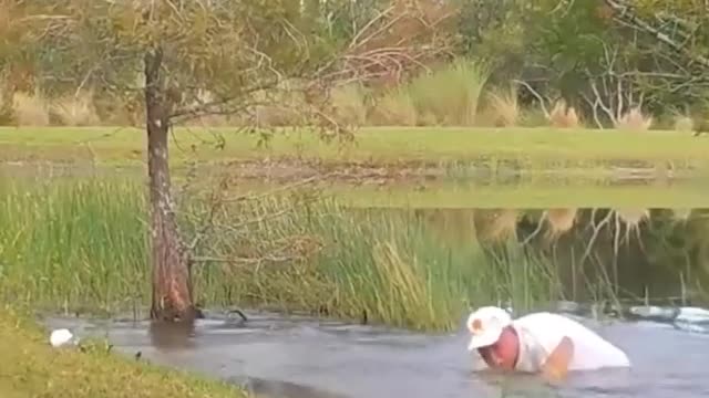 Man saves puppy from alligator 😳