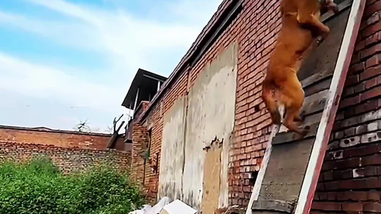 Dog amazing jumping Dog kise long jump mar ke apna bhuk milta raha #viral #viralvideo