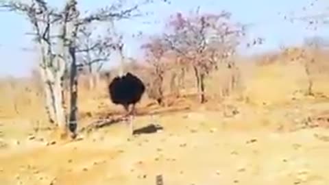 Ostrich