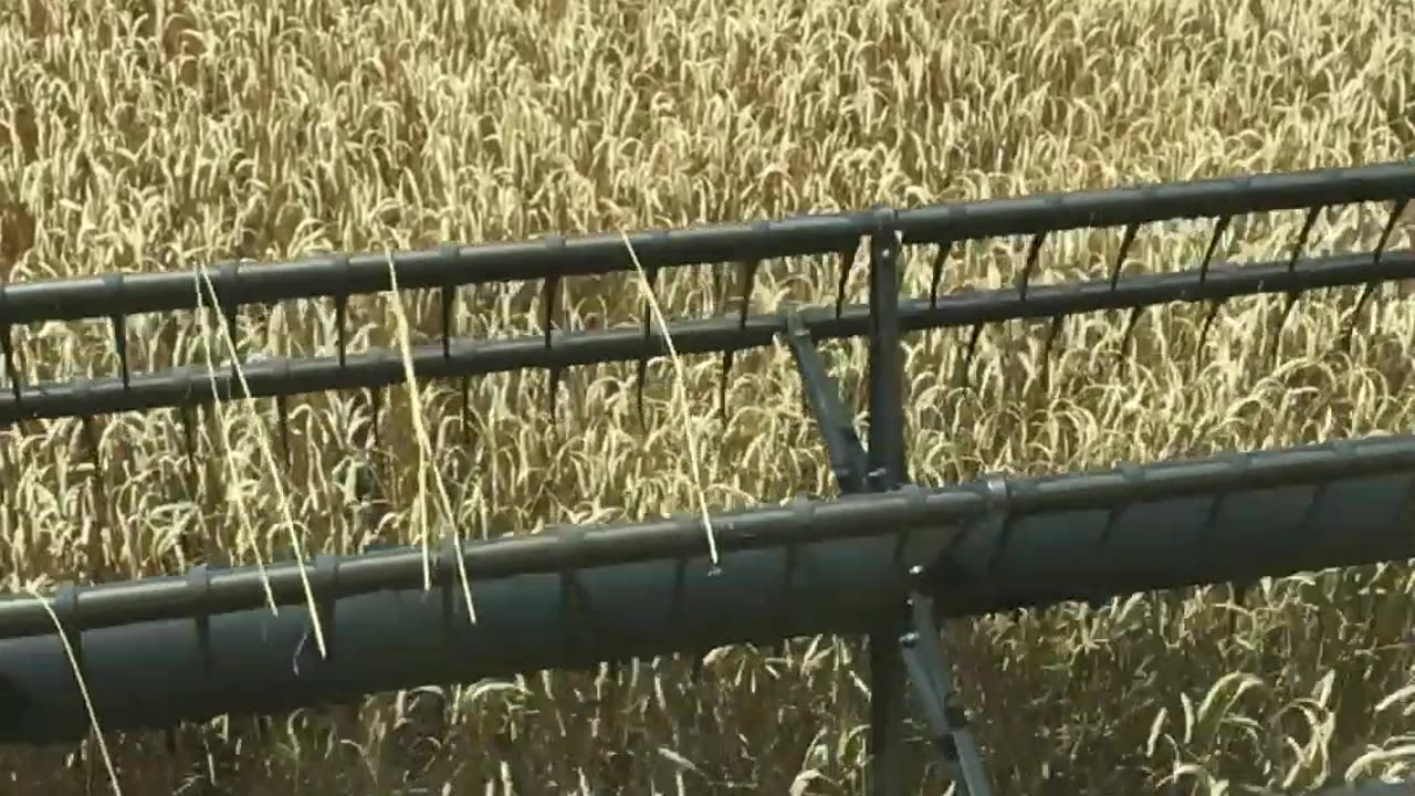 The combine goes through a field of winter wheat