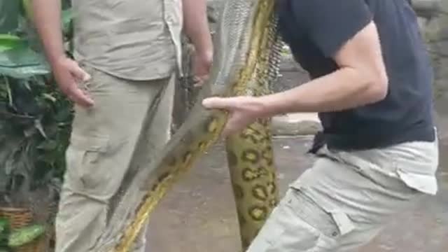 Huge Anaconda at the Reptile Zoo