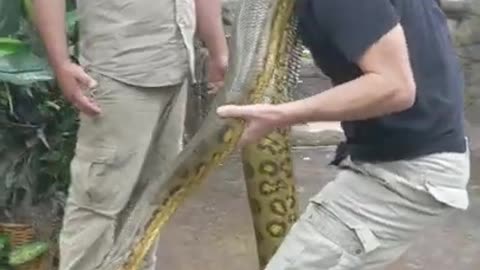 Huge Anaconda at the Reptile Zoo