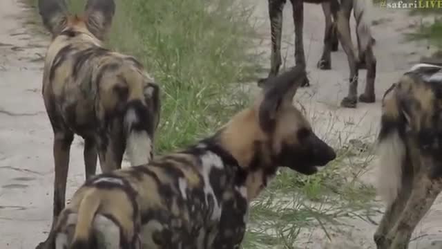 Wild Dogs and giraffes