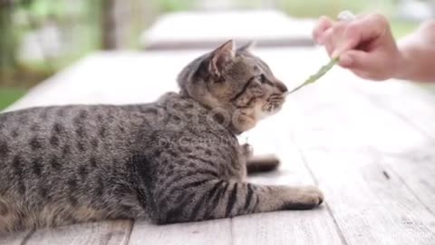 A cat playing and having fun