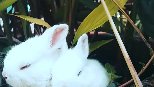 Rabbits Resting On a pot with a plant soooo cute