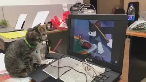 kittens reacting to Tom & Jerry drawing