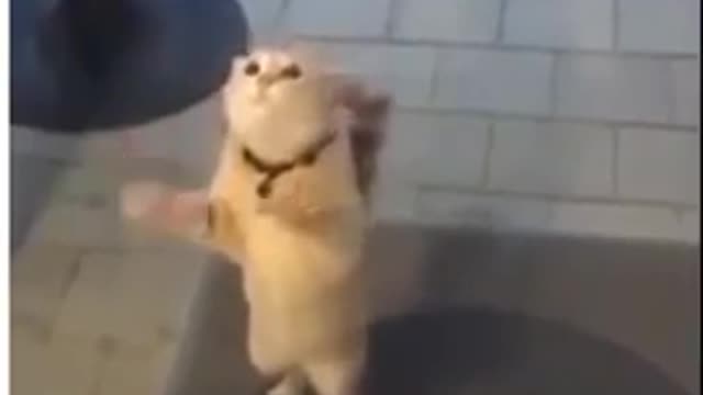 Cute cats and short video