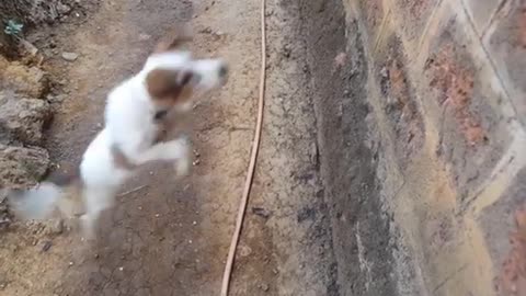 How to train a dog