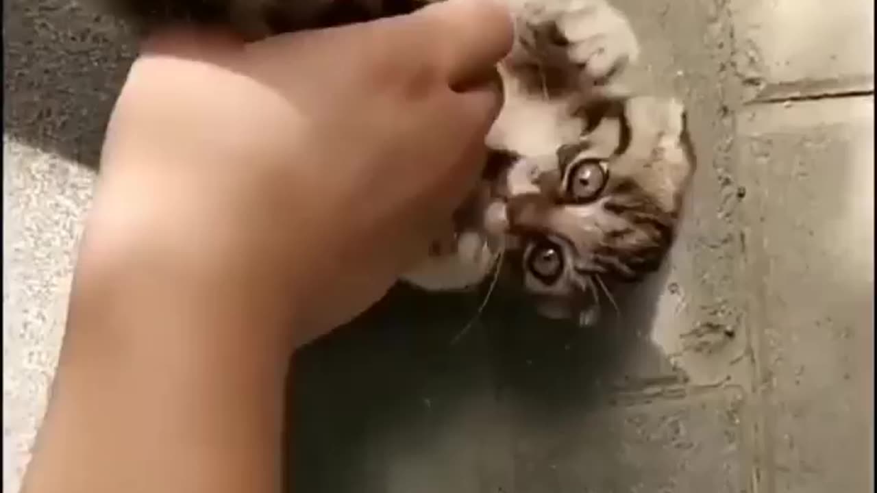 Little kitty playing a game