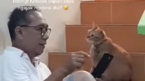 Funny Cat Videos New 😹 #funnycats #cutecat #catlover